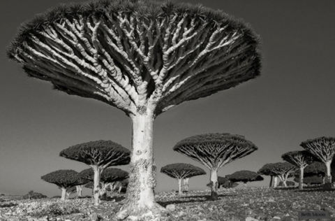 Những cây cổ thụ lớn nhất thế giới